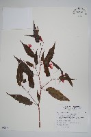 藏品(臺灣秋海棠)的圖片