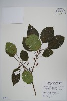 藏品(紅莖獼猴桃)的圖片