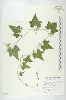 藏品(倒吊金鐘、天花)的圖片