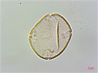 藏品(台灣苣苔)的圖片