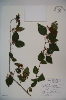 藏品(呂宋莢迷)的圖片