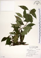 藏品(華八仙)的圖片