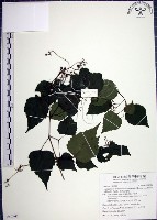 藏品(漢氏山葡萄)的圖片