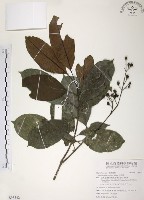 藏品(山香圓)的圖片