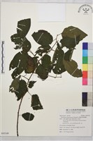 藏品(奮起湖黃鱔藤)的圖片