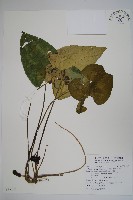 藏品(大花細辛、馬蹄香)的圖片