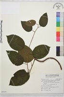 藏品(奮起湖黃鱔藤)的圖片