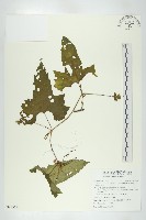 藏品(台灣羅漢果)的圖片