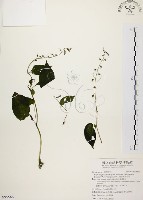 藏品(尖舌草、全唇尖舌苣苔)的圖片