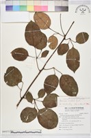 藏品(石月、橢圓葉石月)的圖片