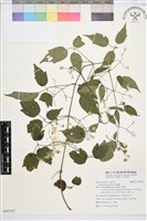 藏品(串鼻龍)的圖片