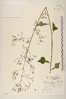 藏品(山苦藚、假福王草)的圖片