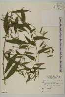 藏品()的圖片