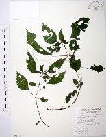 藏品(長梗盤花麻)的圖片