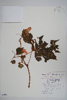 藏品(裂葉秋海棠)的圖片