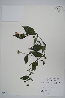 藏品(臺灣馬藍)的圖片