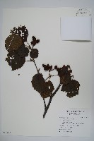 藏品(遼東赤楊，遼東榿木，毛赤楊)的圖片