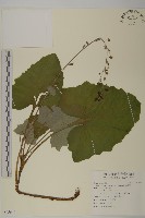 藏品(腺梗菜)的圖片