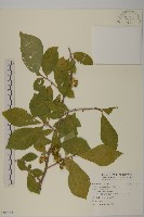 藏品(常山)的圖片