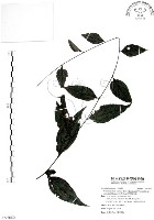 藏品(新竹腹水草)的圖片