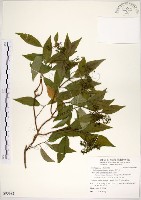 藏品(華八仙)的圖片