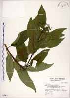 藏品(華八仙)的圖片