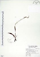 藏品(綬草)的圖片