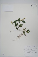 藏品(卵葉鱗球花)的圖片