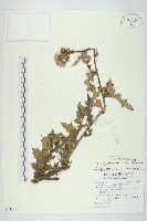 藏品(白花小薊)的圖片