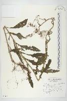 藏品(饑荒草)的圖片