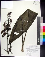 藏品(白鶴蘭)的圖片