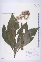 藏品(大花艾納香)的圖片