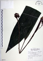 藏品(船子草、船仔草)的圖片