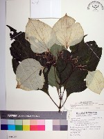 藏品(大葉玉葉金花)的圖片