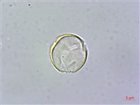 藏品(雄胞囊草、槳果苣苔)的圖片