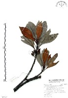 藏品(山欖、樹青)的圖片