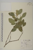 藏品(日本賽衛矛、日本假衛矛)的圖片