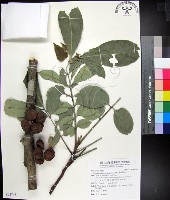 藏品(蘭嶼椌木)的圖片