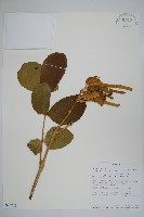 藏品(鈍頭貓尾樹)的圖片