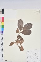 藏品(小葉五月茶)的圖片