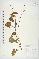 藏品(吊鐘藤)的圖片