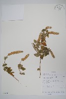 藏品(瘤子草)的圖片