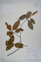 藏品(卷枝藤)的圖片