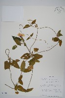 藏品(黑眼花)的圖片