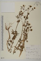 藏品(白花鬼針)的圖片