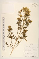 藏品(印加孔雀草)的圖片