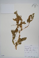 藏品(繁穗莧)的圖片