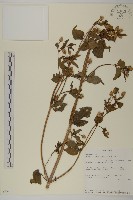 藏品(沼生金鈕扣)的圖片