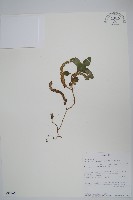 藏品(瘤子草)的圖片