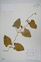 藏品(黑眼花)的圖片